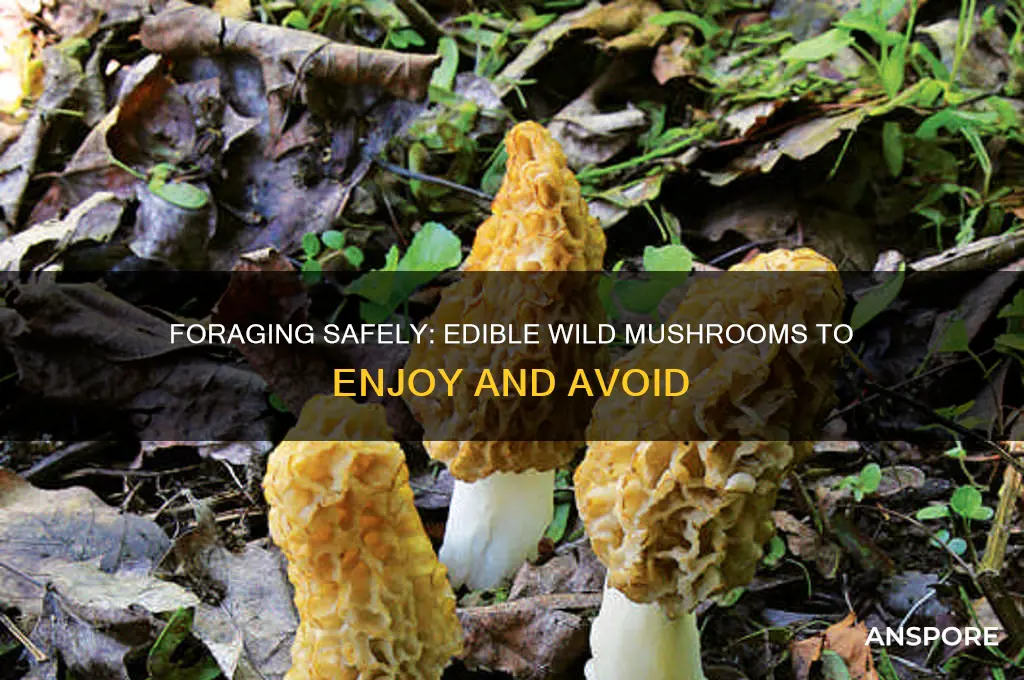 what kind of mushrooms can you eat in the wild