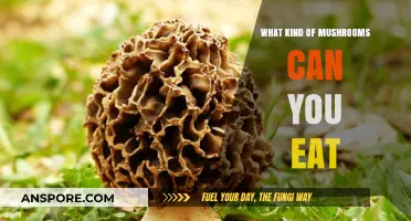 Discovering Edible Mushrooms: A Guide to Safe and Delicious Varieties
