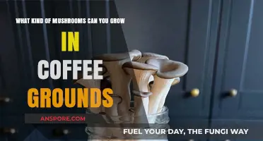 Grow Mushrooms in Coffee Grounds: Best Varieties to Cultivate