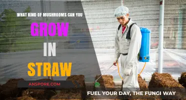 Growing Mushrooms in Straw: Best Varieties for Easy Cultivation