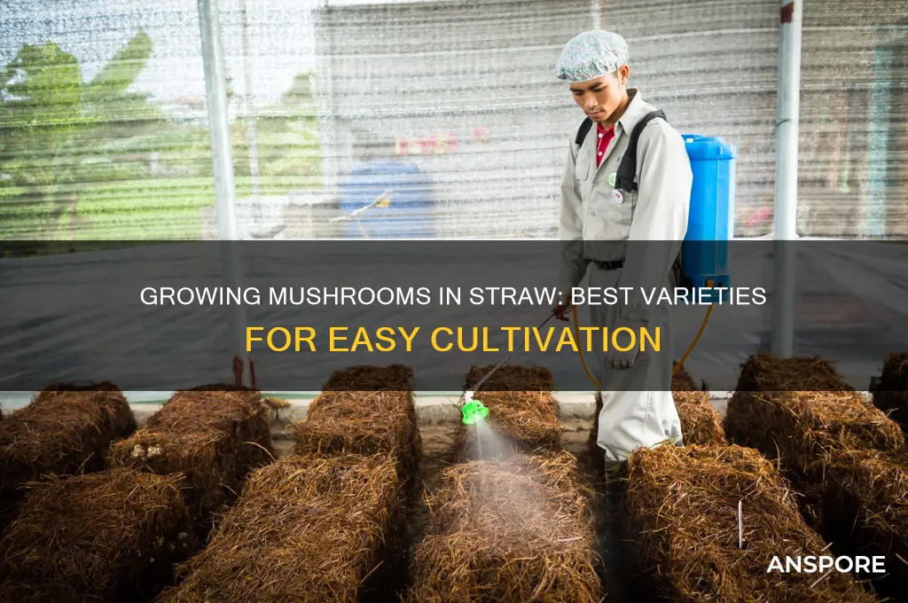 what kind of mushrooms can you grow in straw