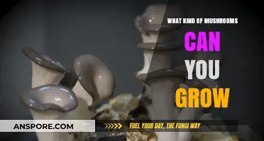 Discover the Best Edible and Medicinal Mushrooms to Cultivate at Home