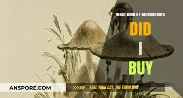 Identifying Your Mushroom Purchase: A Guide to Common Varieties