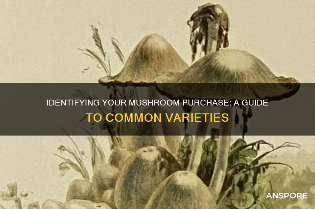 what kind of mushrooms did i buy