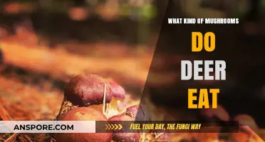 Deer's Favorite Fungi: Exploring Mushrooms They Safely Consume in the Wild