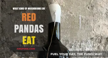 Red Pandas' Favorite Fungi: Exploring Their Unique Mushroom Diet