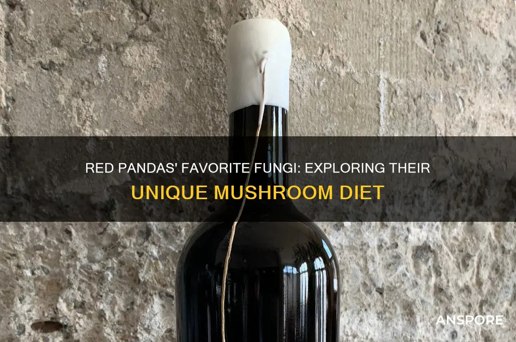what kind of mushrooms do red pandas eat