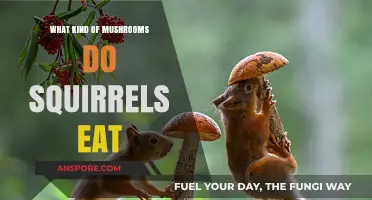 Squirrels' Fungal Feast: Exploring the Mushrooms They Love to Eat
