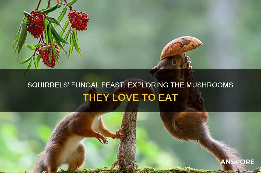 what kind of mushrooms do squirrels eat