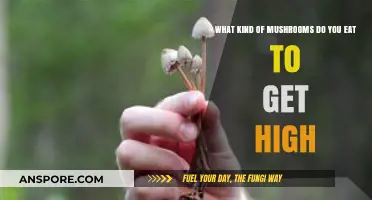 Exploring Psychedelic Mushrooms: Types, Effects, and Safe Consumption Guide