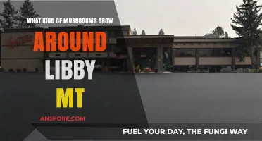 Exploring Libby, Montana's Diverse Mushroom Species and Their Habitats