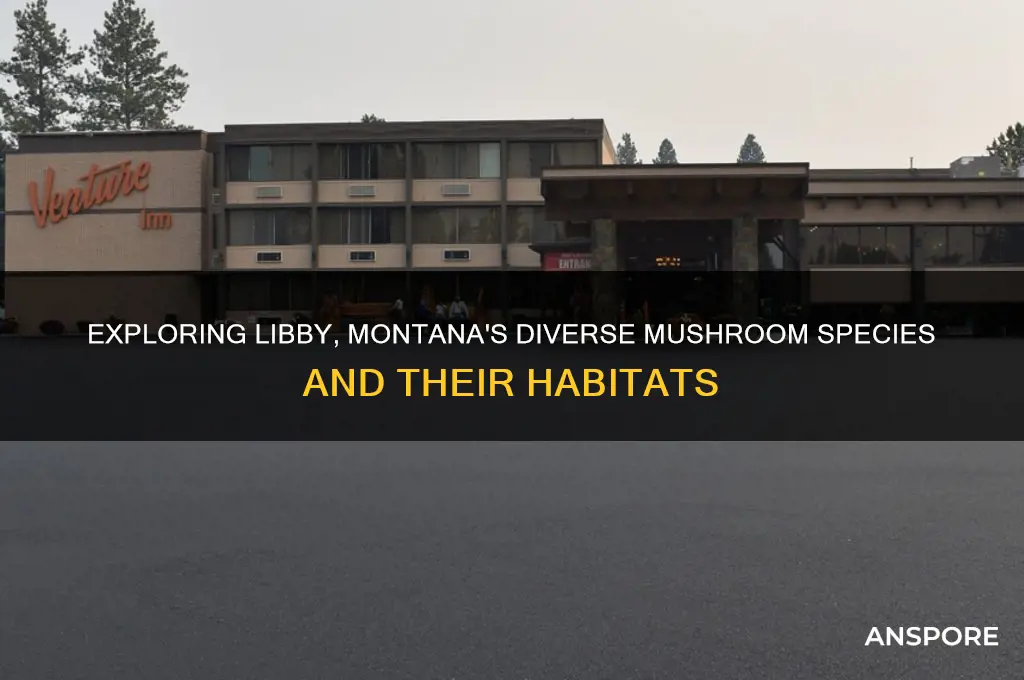 what kind of mushrooms grow around libby mt