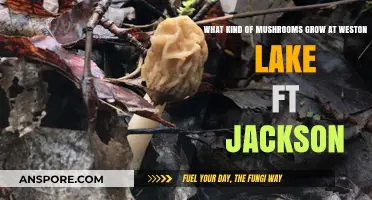 Discovering Weston Lake's Fungal Treasures: Mushrooms at Ft. Jackson