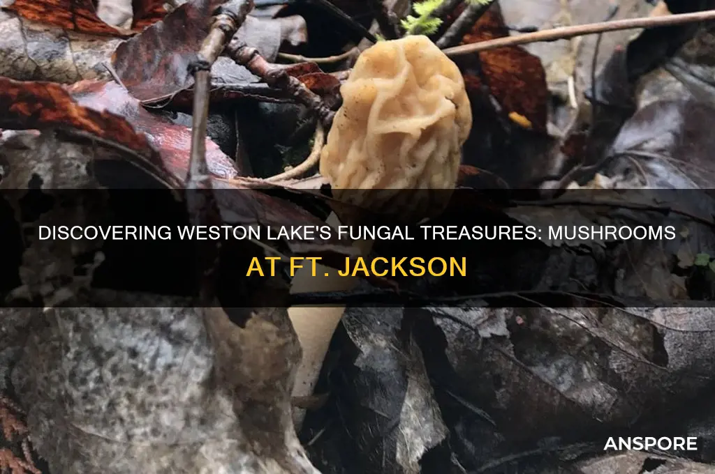 what kind of mushrooms grow at weston lake ft jackson