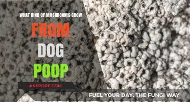 Unusual Fungi: Exploring Mushrooms That Grow from Dog Poop