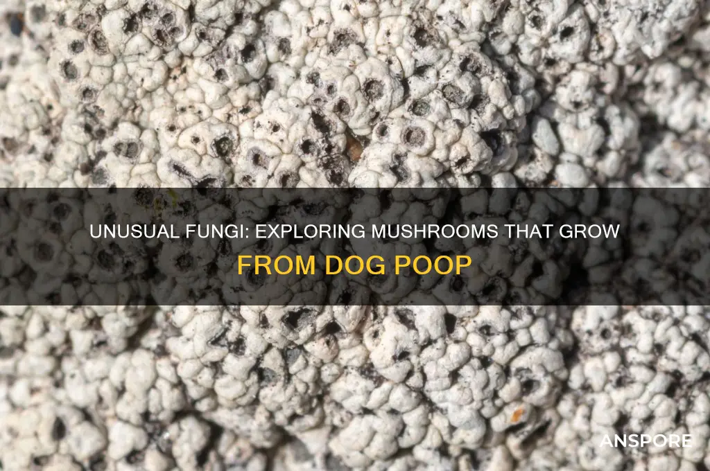 what kind of mushrooms grow from dog poop