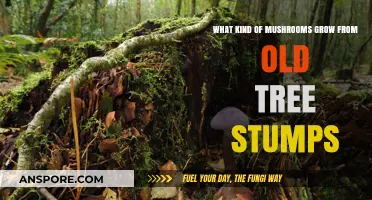 Discovering Mushrooms That Thrive on Aging Tree Stumps: A Guide