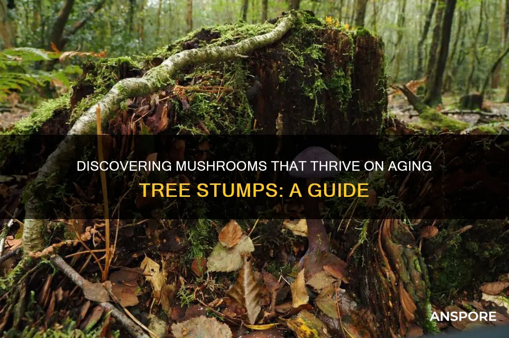 what kind of mushrooms grow from old tree stumps