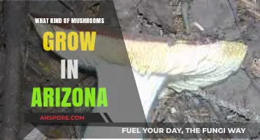 Exploring Arizona's Diverse Mushroom Varieties: A Desert Fungal Guide