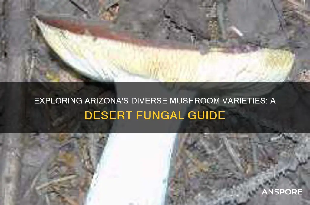 what kind of mushrooms grow in arizona