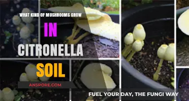 Mushrooms Thriving in Citronella Soil: Types and Growing Conditions
