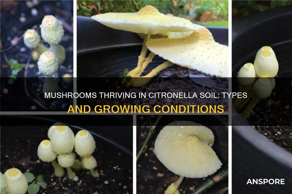 what kind of mushrooms grow in citronella soil