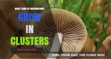 Clustered Fungi: Exploring Mushroom Species That Thrive in Groups
