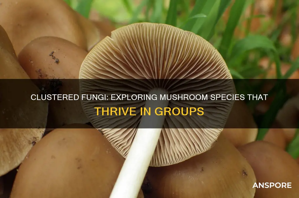 what kind of mushrooms grow in clusters