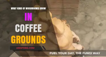 Mushrooms in Coffee Grounds: Unveiling the Surprising Fungi That Thrive