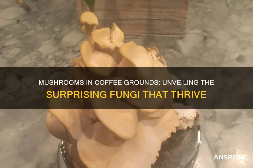 what kind of mushrooms grow in coffee grounds