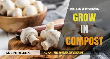 Compost Mushrooms: Discovering Fungi Thriving in Your Organic Matter
