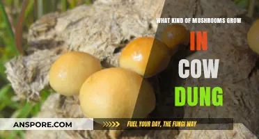 Exploring Cow Dung: Types of Mushrooms That Thrive in Manure