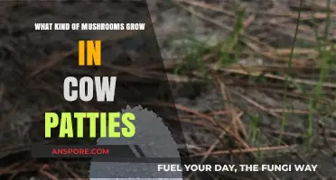 Exploring Fungi: Mushrooms Thriving in Cow Patties Revealed