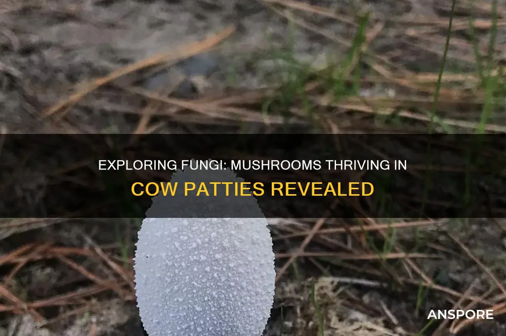 what kind of mushrooms grow in cow patties