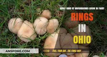 Ohio's Fairy Ring Mushrooms: Species, Identification, and Growth Patterns