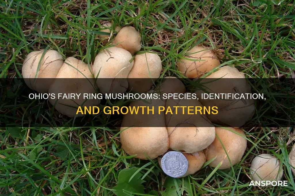 what kind of mushrooms grow in fairy rings in ohio