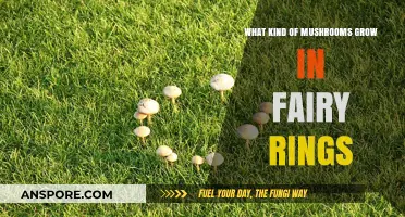 Mysterious Fairy Ring Mushrooms: Species, Growth, and Magical Folklore Explained
