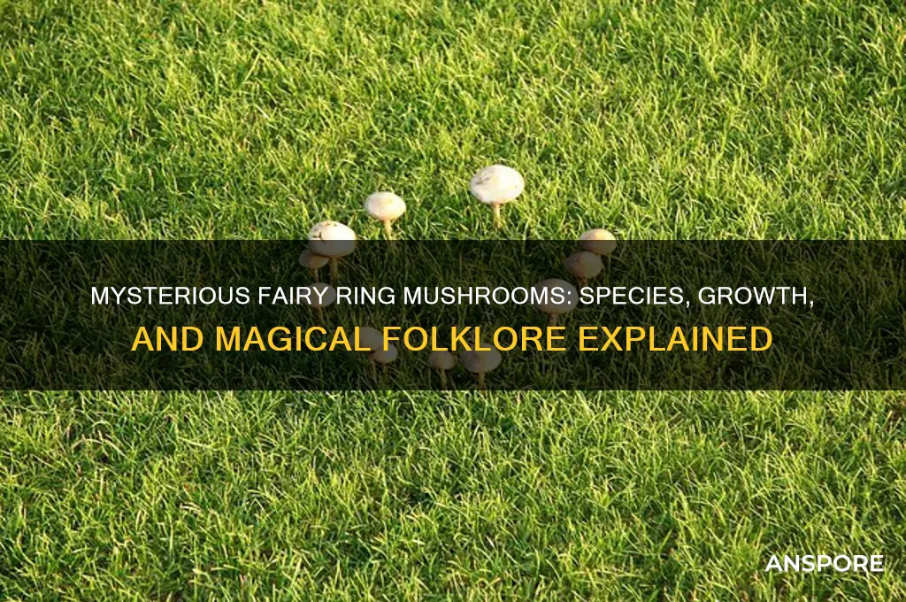 what kind of mushrooms grow in fairy rings
