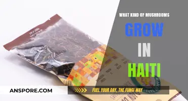 Exploring Haiti's Diverse Mushroom Species: A Guide to Local Fungi