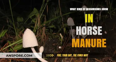 Mushrooms in Horse Manure: Unveiling the Surprising Fungi Varieties