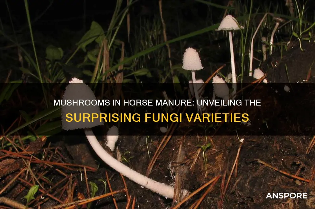 what kind of mushrooms grow in horse manure