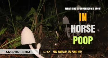 Horse Manure Mushrooms: Identifying Fungi Growing in Equine Droppings