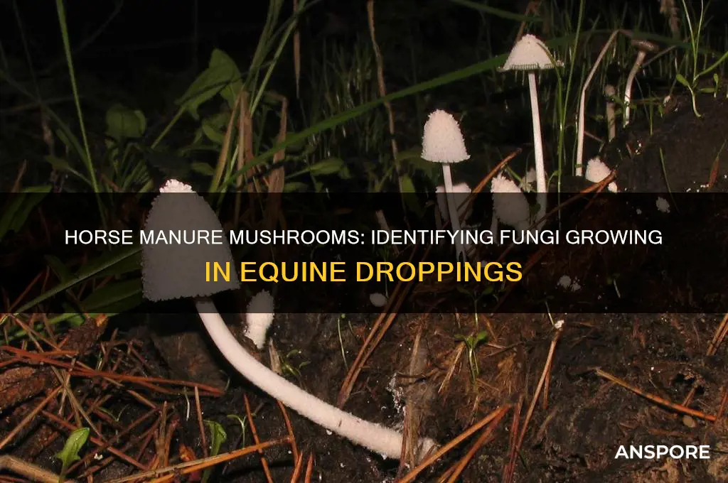 what kind of mushrooms grow in horse poop