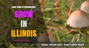 Exploring Illinois' Diverse Mushroom Varieties: A Guide to Local Fungi