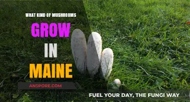 Exploring Maine's Diverse Mushroom Varieties: A Forager's Guide