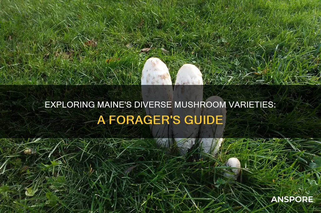 what kind of mushrooms grow in maine