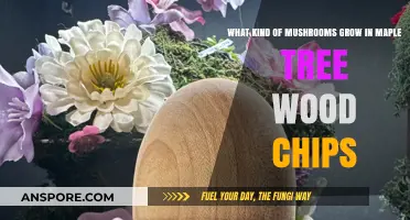 Discovering Mushrooms Thriving in Maple Tree Wood Chips: A Guide