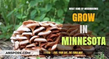 Discovering Minnesota's Diverse Mushroom Varieties: A Forager's Guide