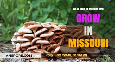 Discovering Missouri's Diverse Mushroom Varieties: A Forager's Guide