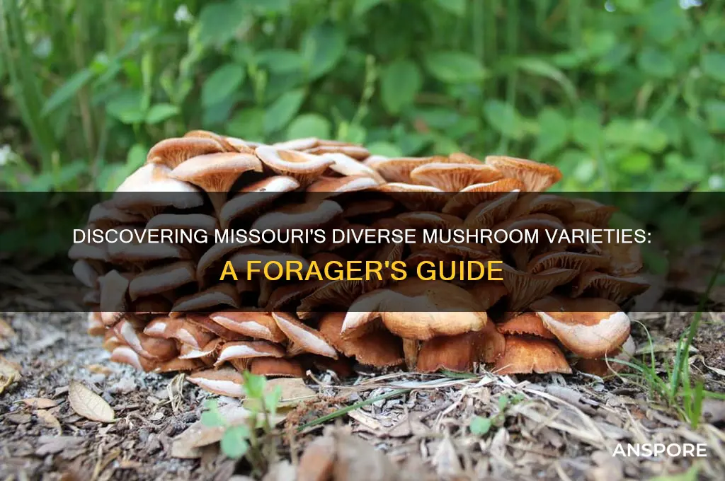 what kind of mushrooms grow in missouri
